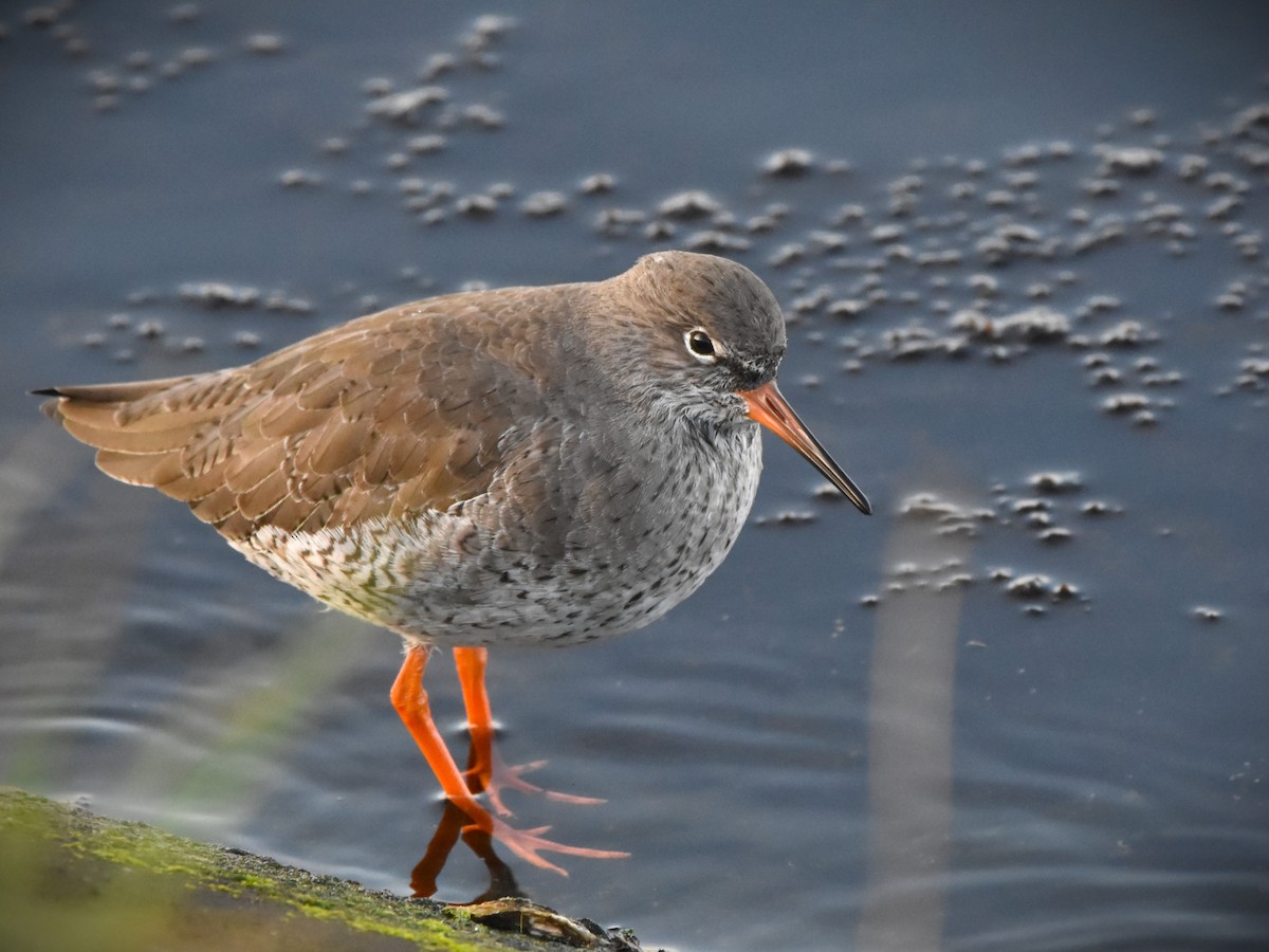 Common Redshank - ML645891281