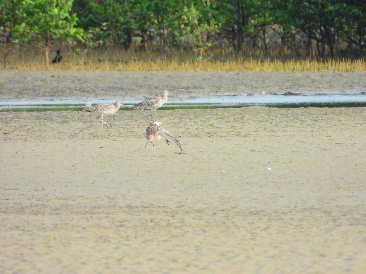 ダイシャクシギ - ML645891293