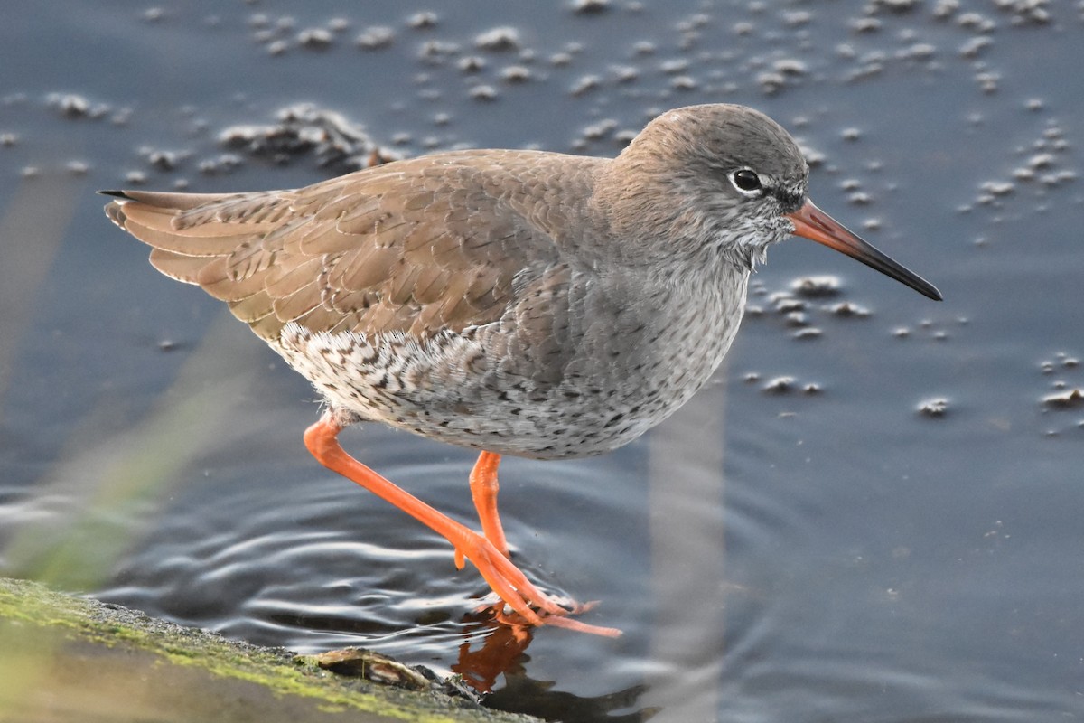 Common Redshank - ML645891307