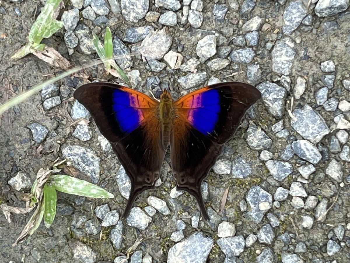 Sunset Daggerwing - ML645891308