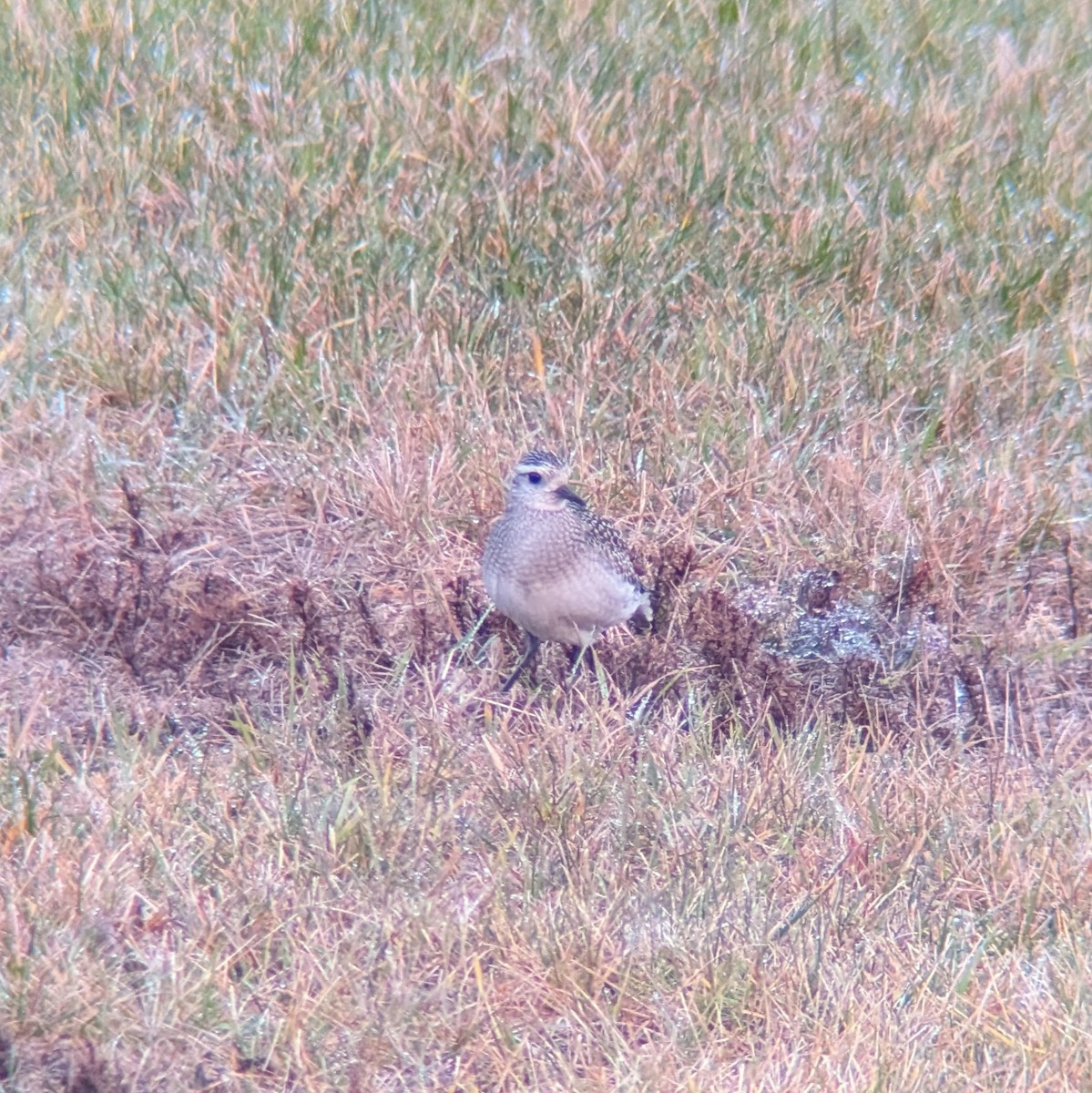 American Golden-Plover - ML645891314