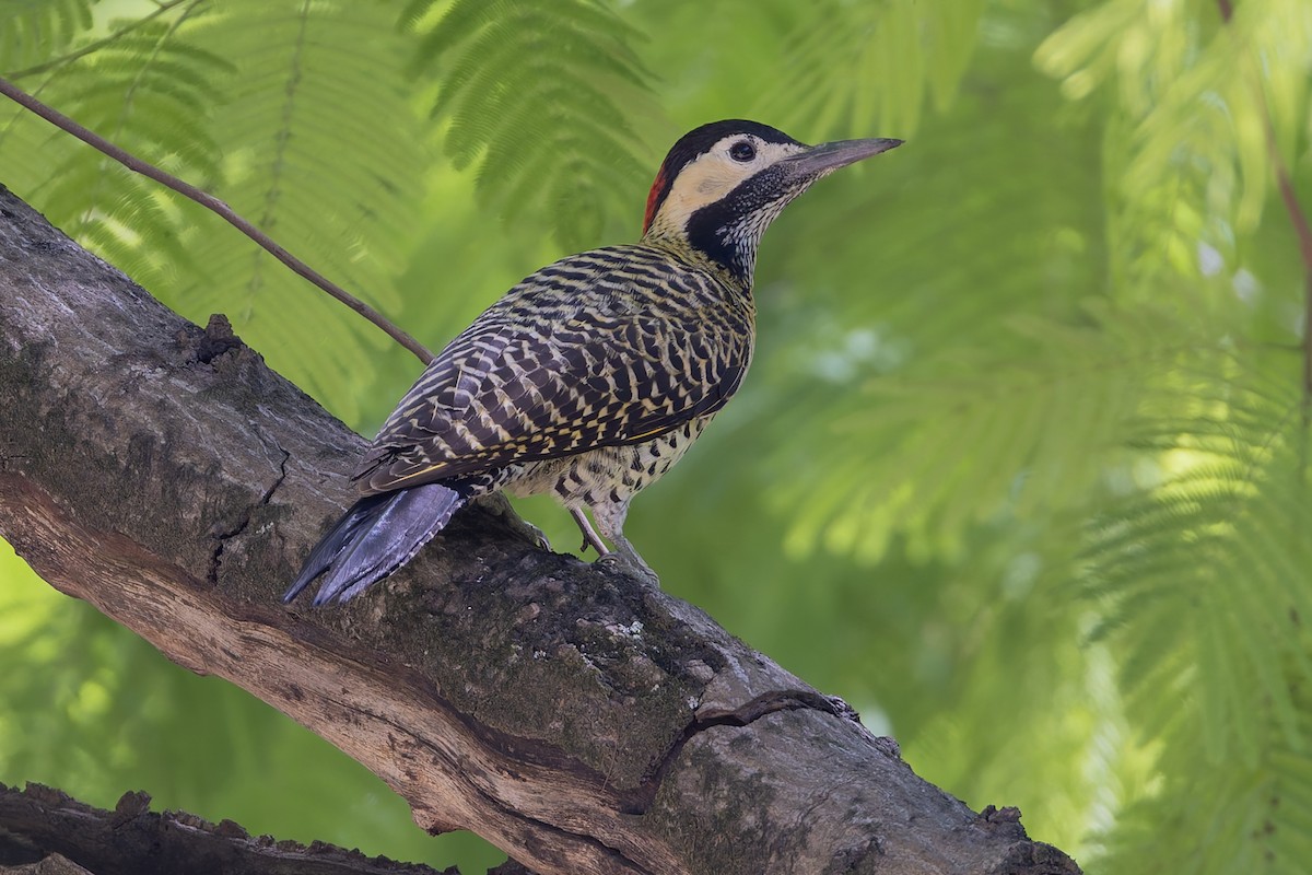 Черноусый дятел - ML645891315