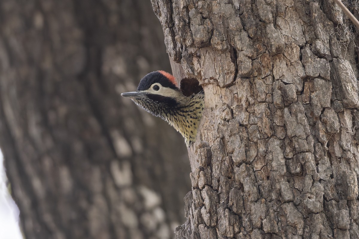 Черноусый дятел - ML645891316