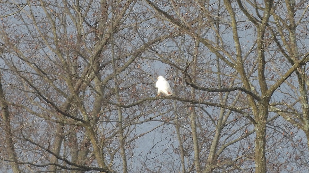 Red-tailed Hawk - ML645891322