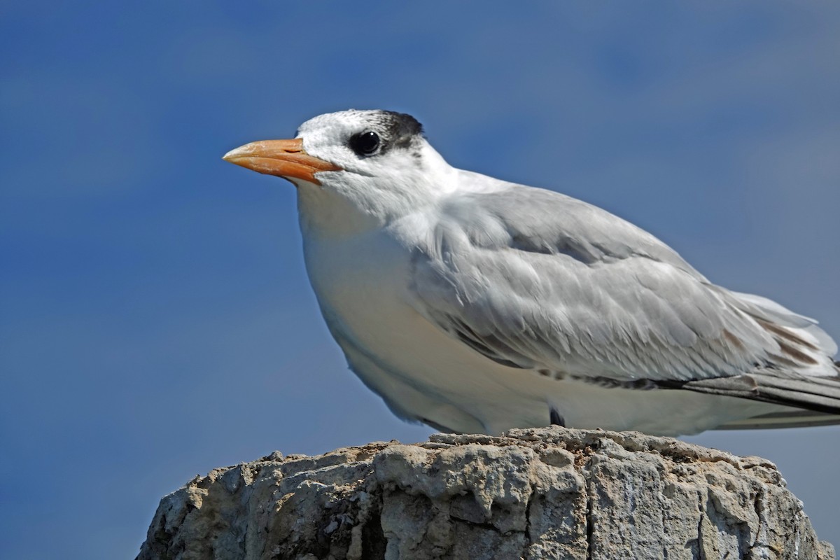 アメリカオオアジサシ - ML645891328