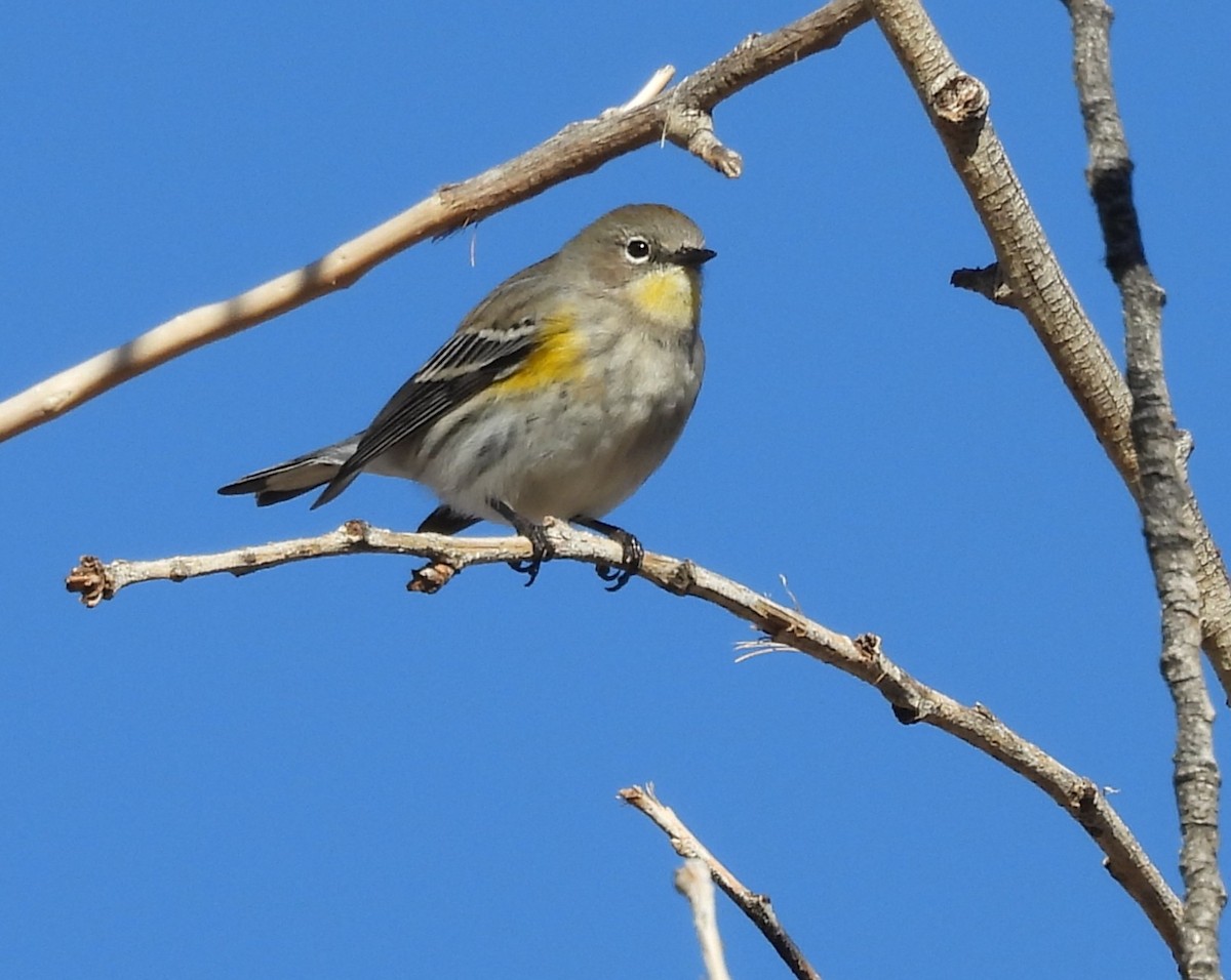 キヅタアメリカムシクイ（auduboni） - ML645891329