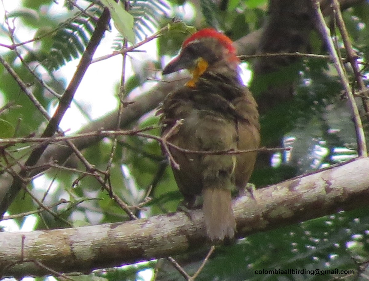 ヒガシラゴシキドリ - ML645891330