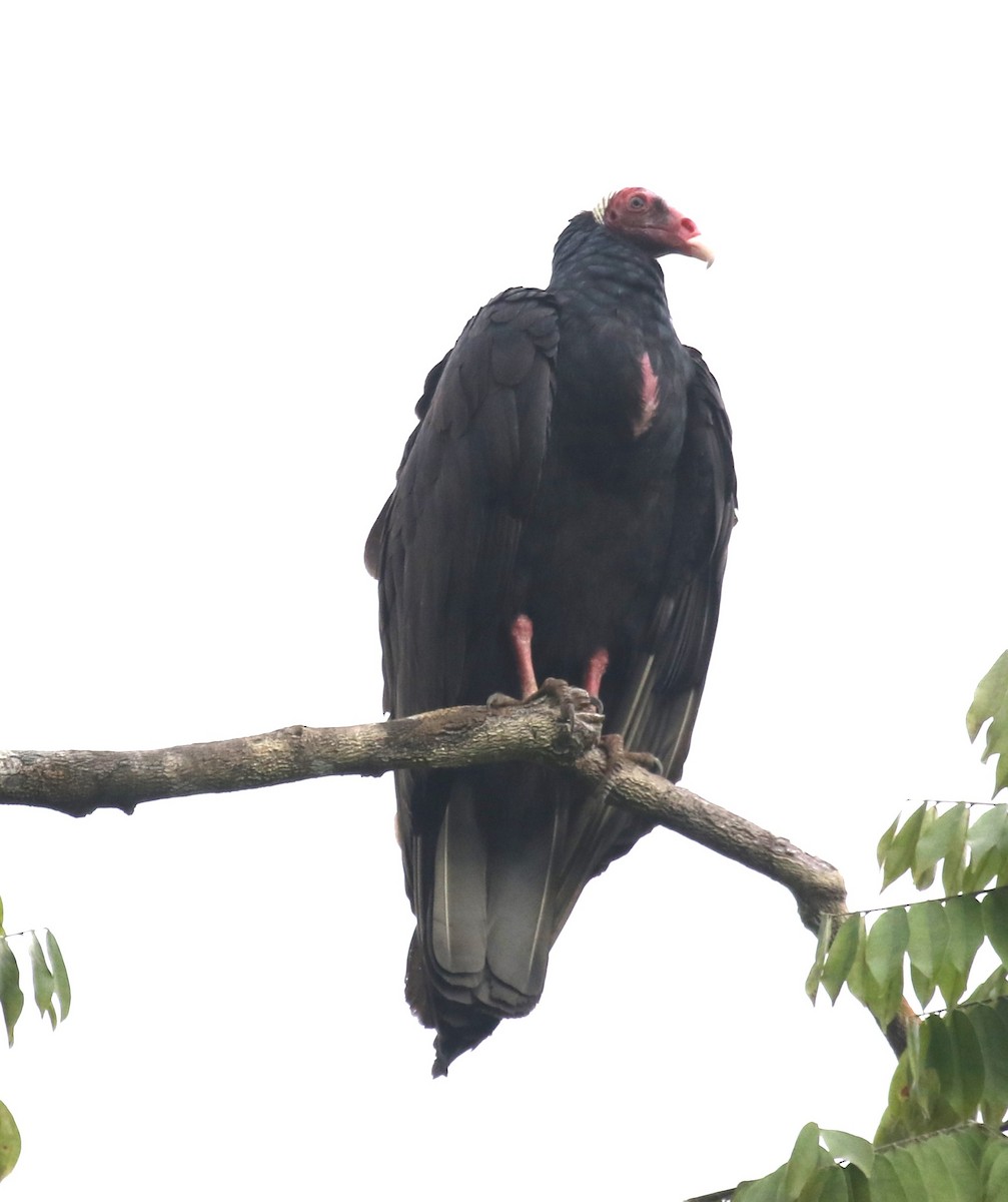 オオキガシラコンドル - ML645891331