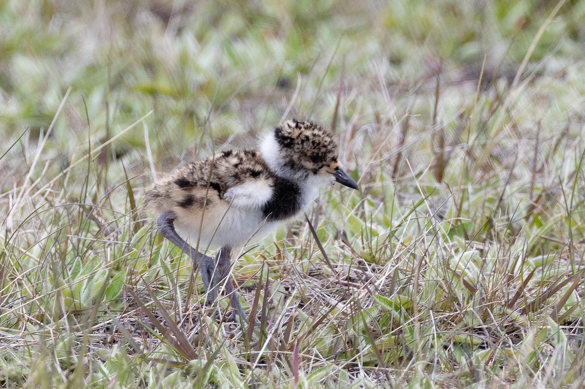 ナンベイタゲリ（chilensis／fretensis） - ML645891333