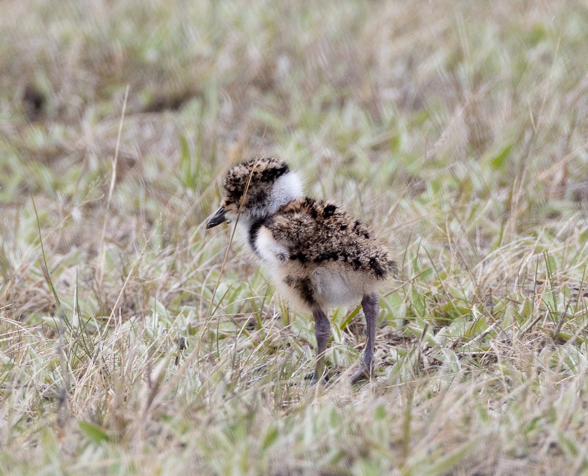 ナンベイタゲリ（chilensis／fretensis） - ML645891334