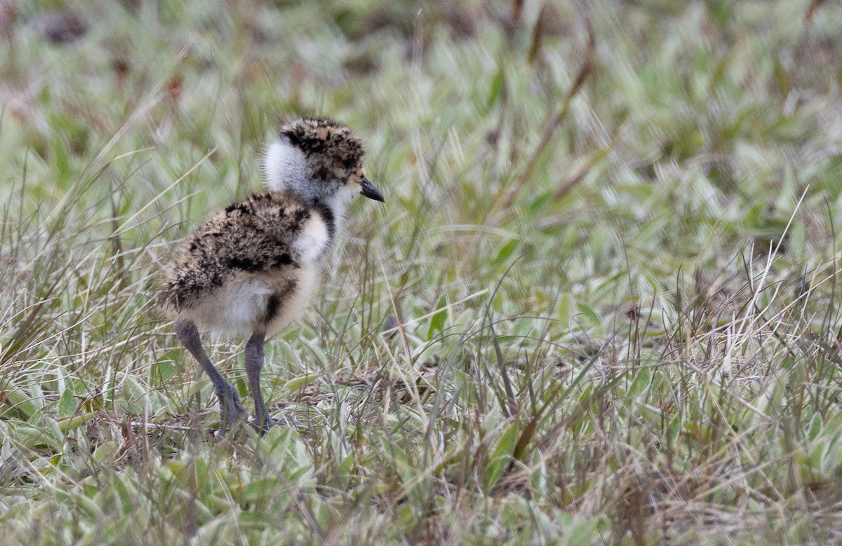ナンベイタゲリ（chilensis／fretensis） - ML645891335