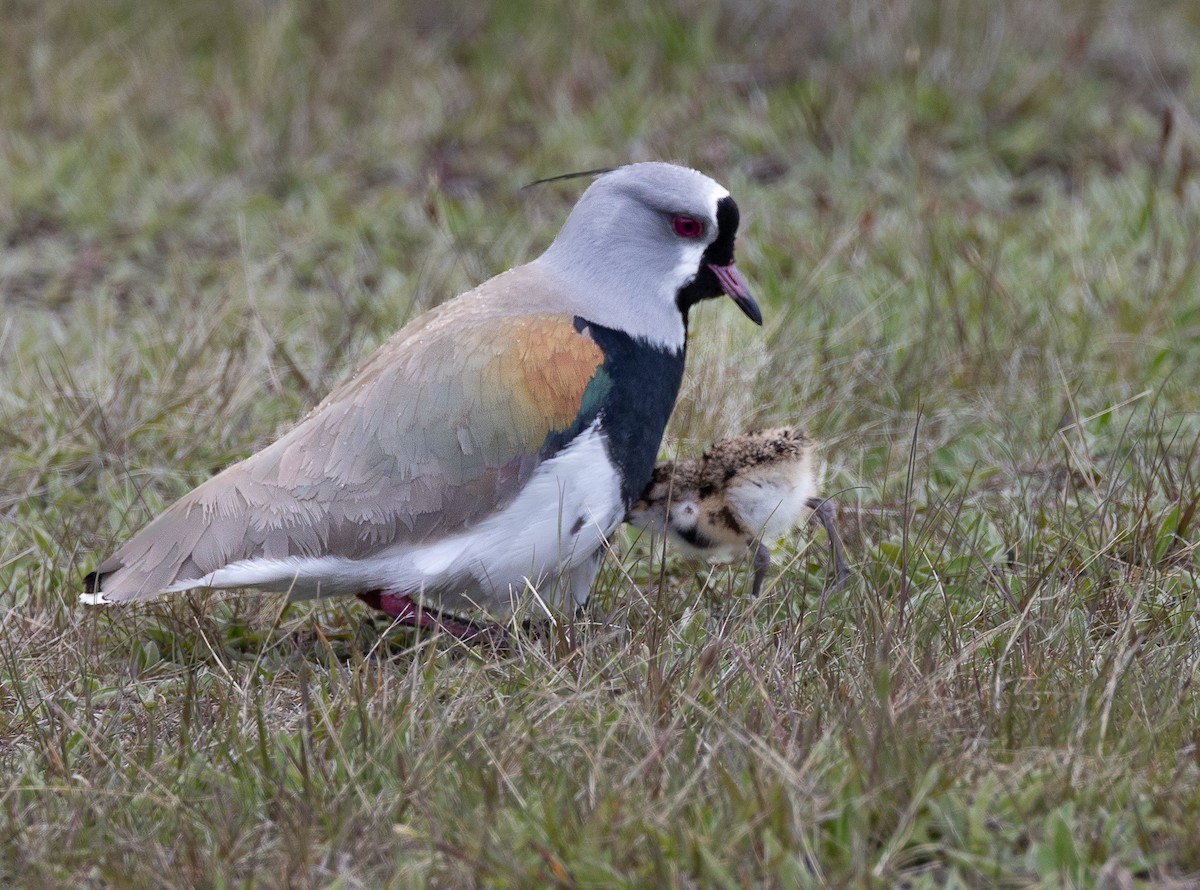 ナンベイタゲリ（chilensis／fretensis） - ML645891336