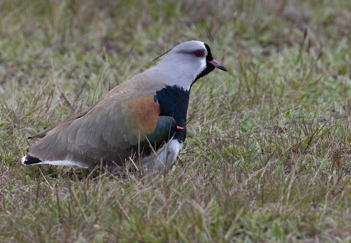 ナンベイタゲリ（chilensis／fretensis） - ML645891337