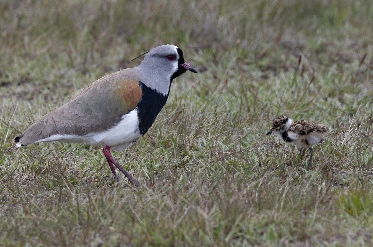 ナンベイタゲリ（chilensis／fretensis） - ML645891338