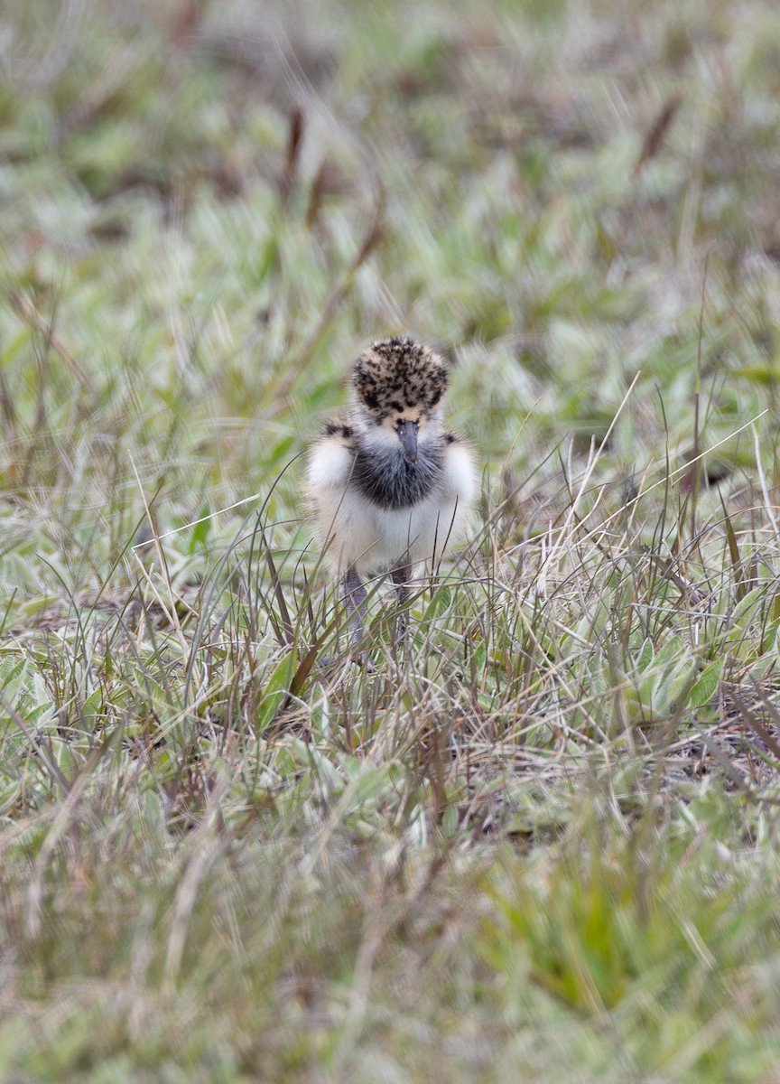 ナンベイタゲリ（chilensis／fretensis） - ML645891339