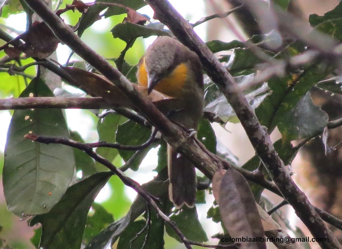 ヒガシラゴシキドリ - ML645891340