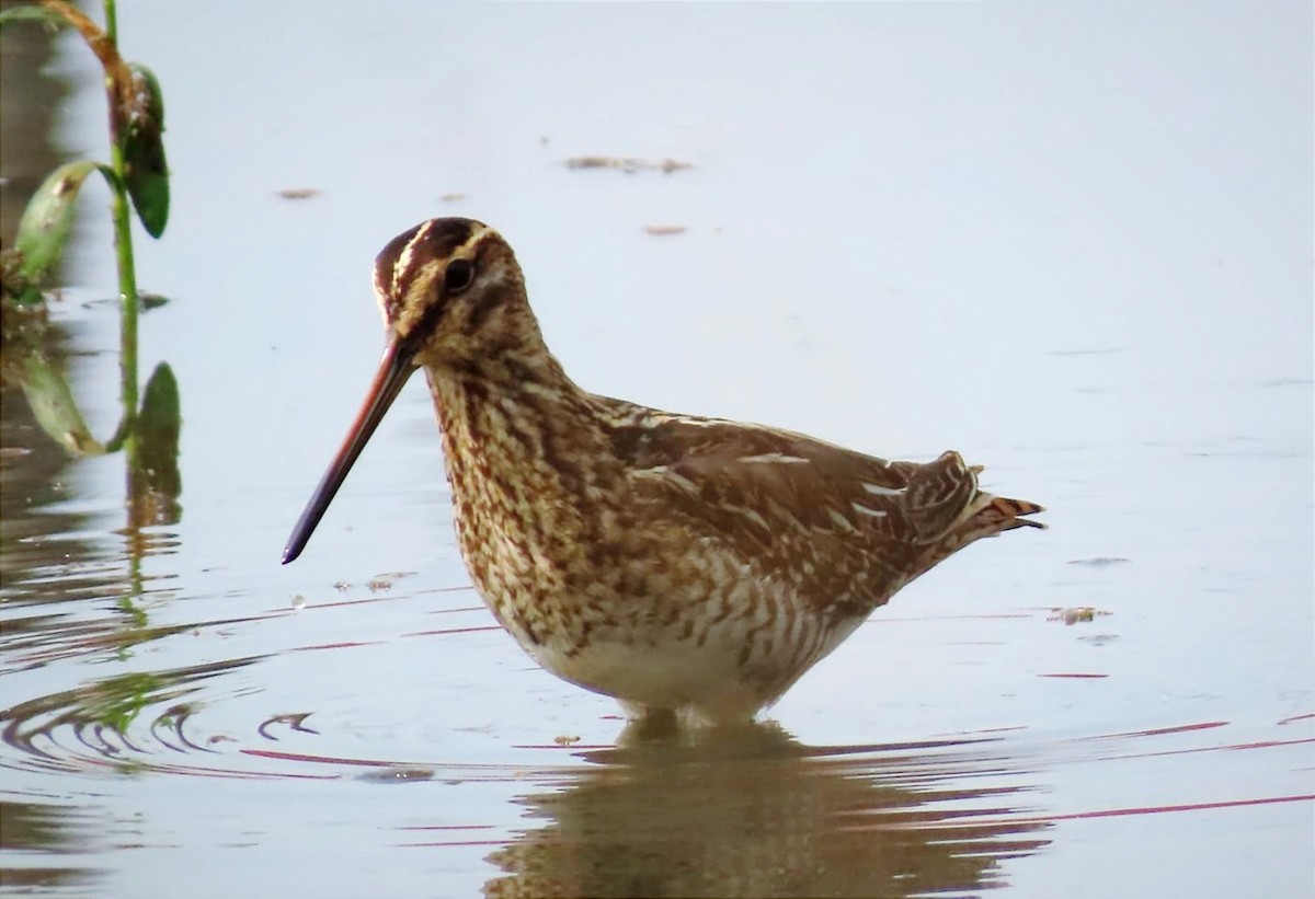 ハリオシギ - ML645891341