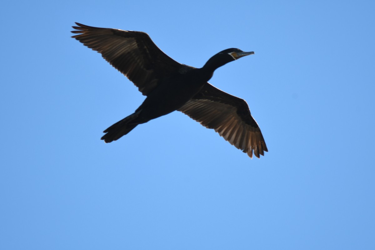 ナンベイヒメウ - ML645891348