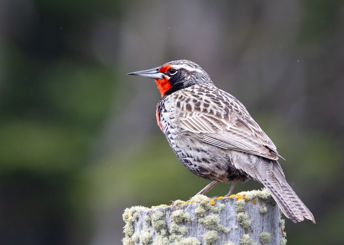 オナガマキバドリ - ML645891349