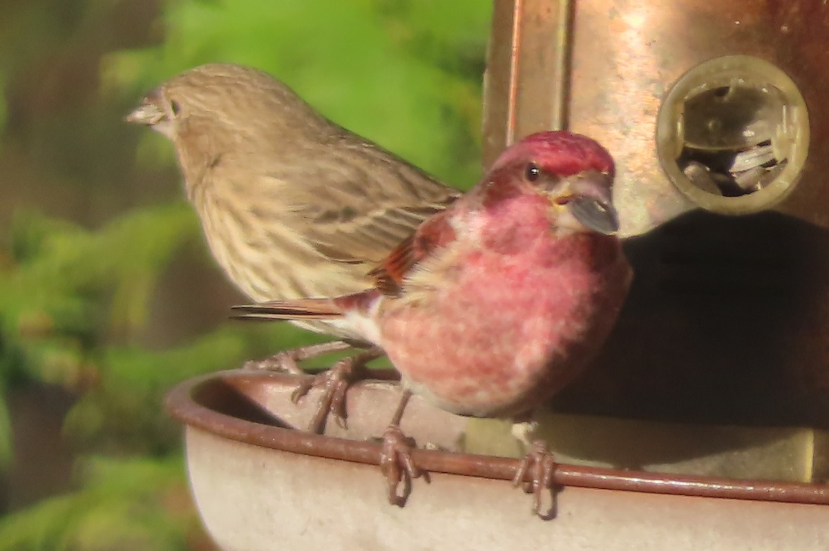 ムラサキマシコ - ML645891350