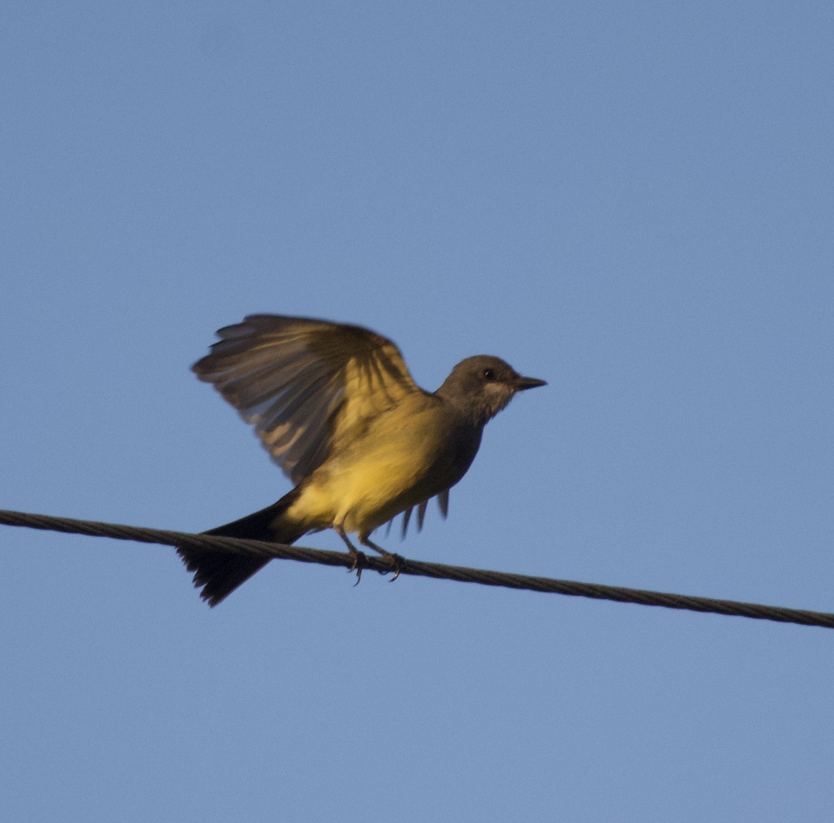 Cassin's Kingbird - ML645891355