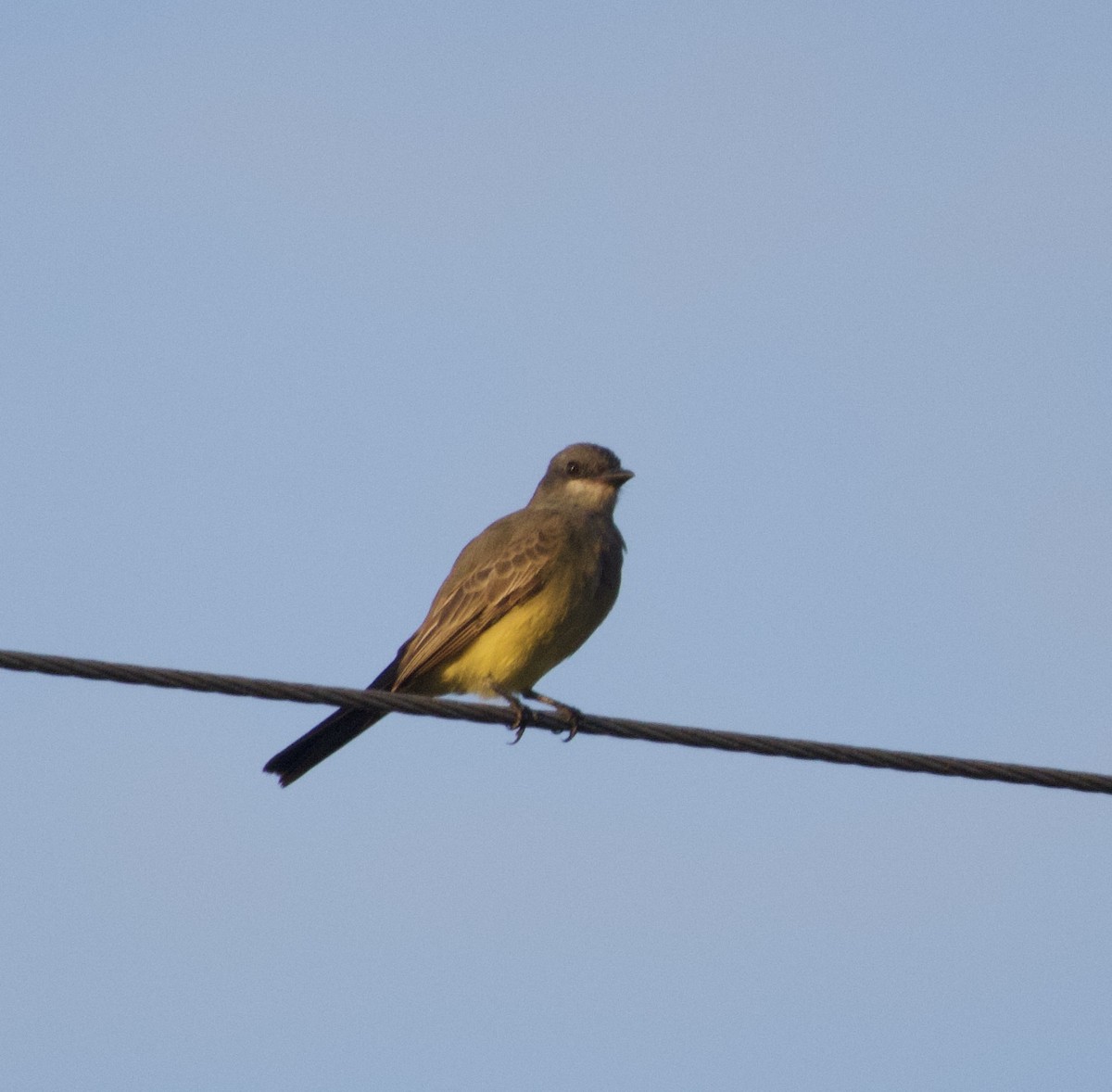 Cassin's Kingbird - ML645891357