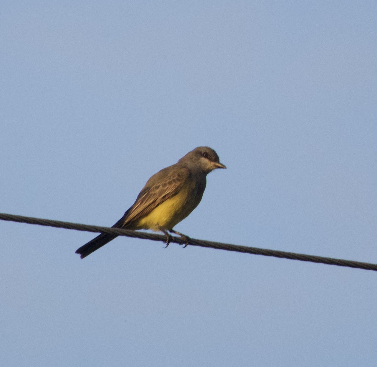Cassin's Kingbird - ML645891358