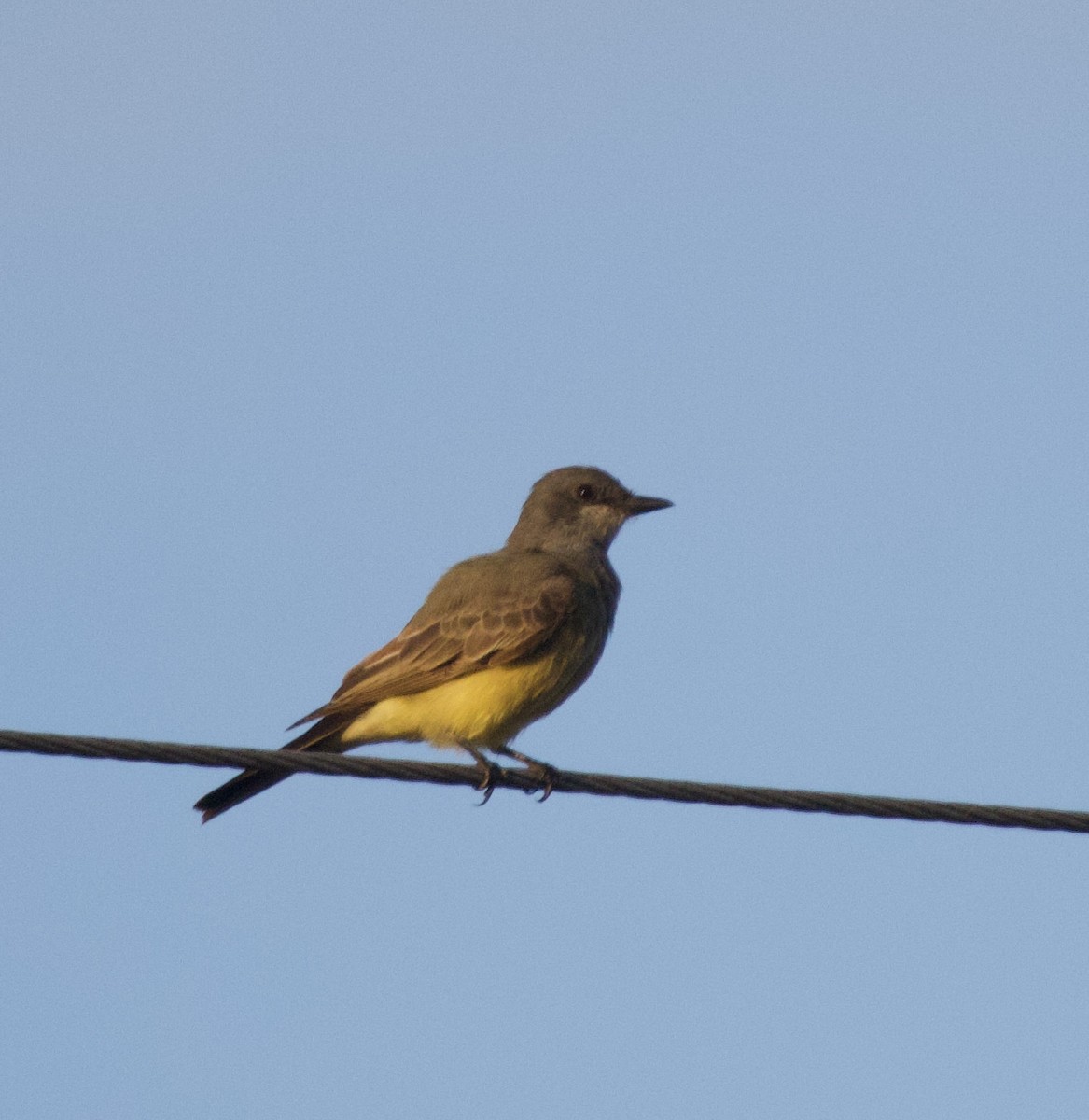 Cassin's Kingbird - ML645891359