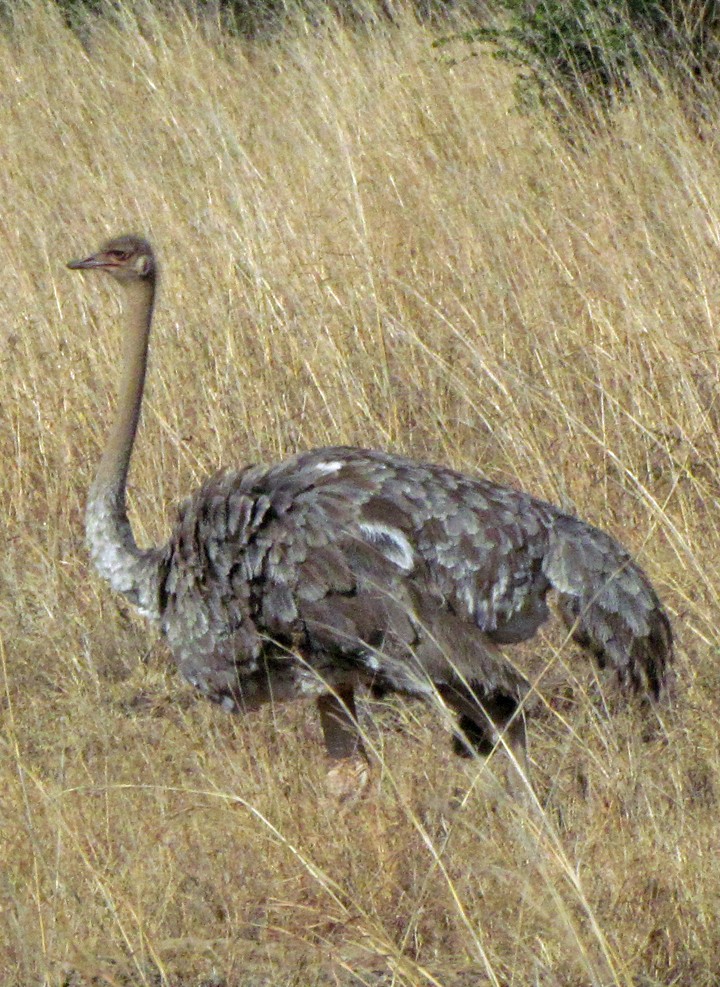 ダチョウ - ML645891360