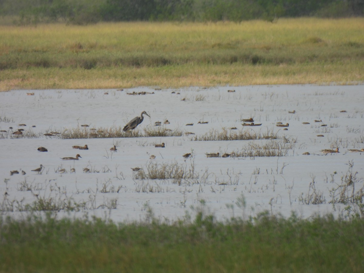 オオアオサギ - ML645891361