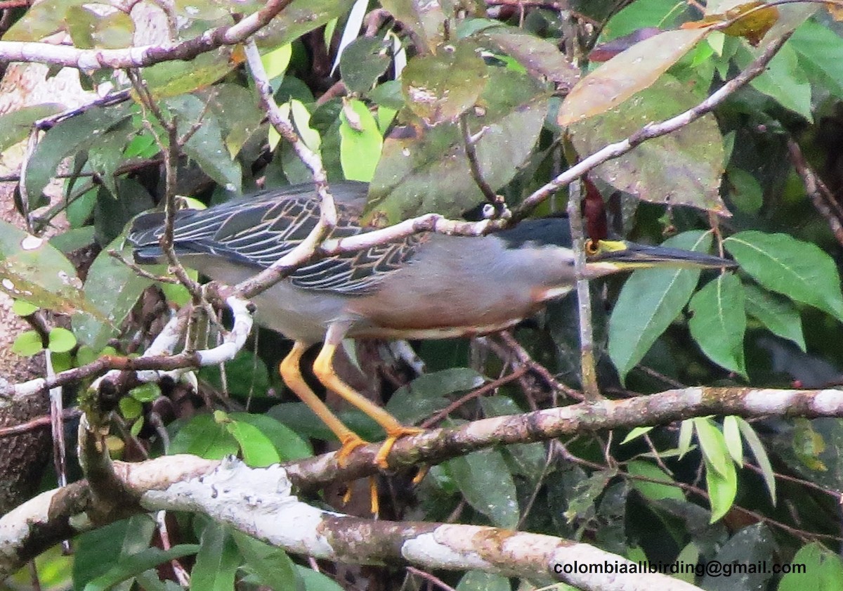 Striated Heron - ML645891362