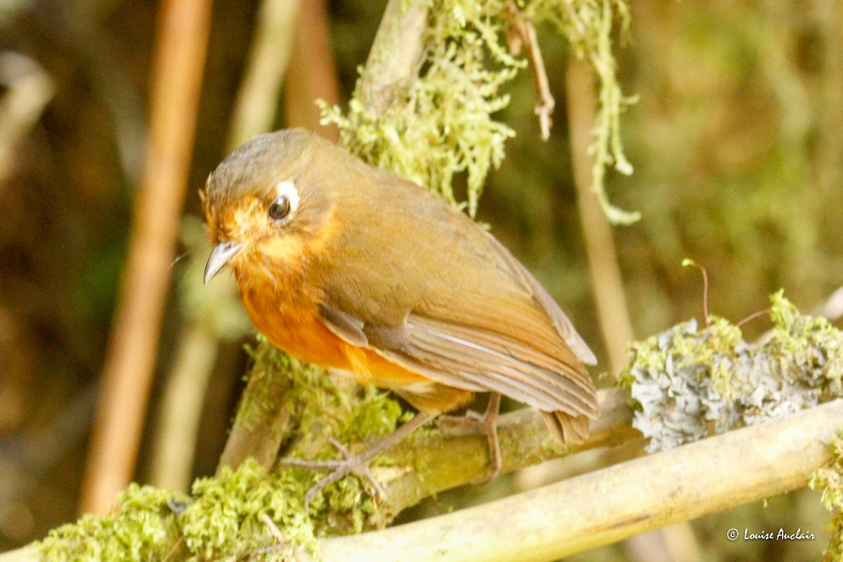 レイメバンバヒメジアリドリ - ML645891363