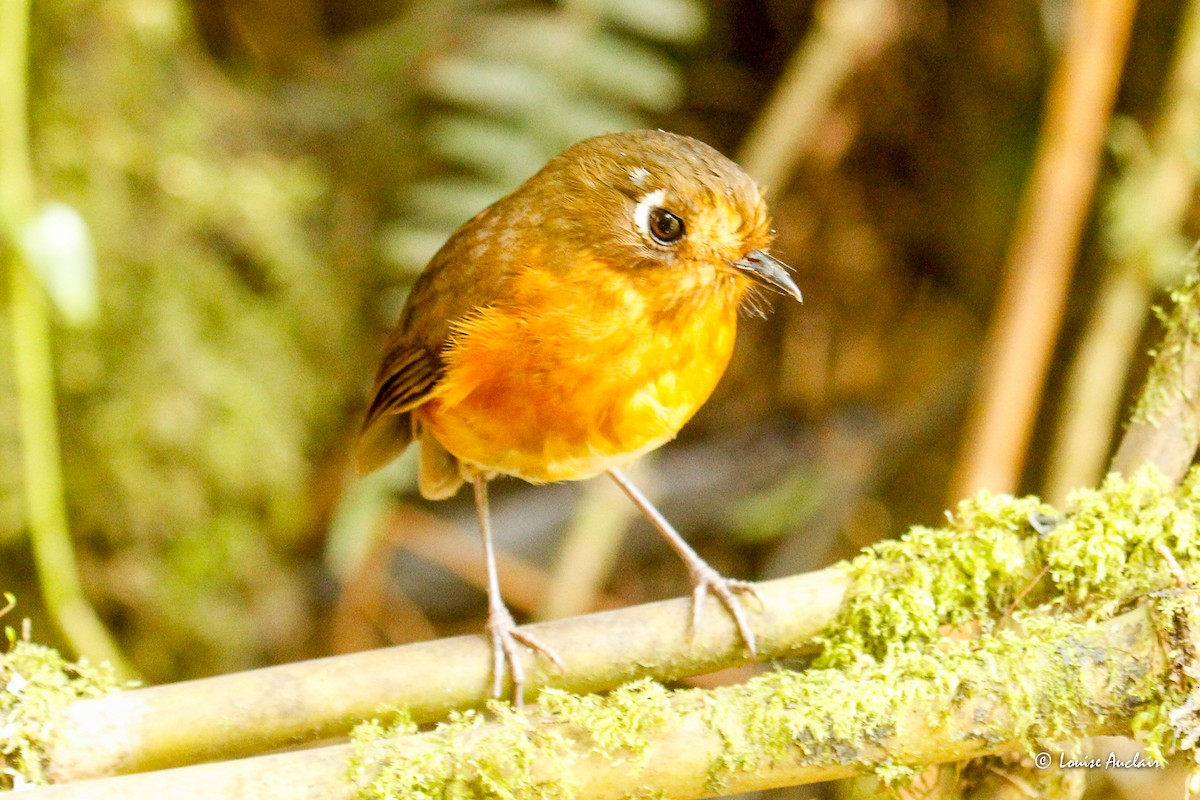 レイメバンバヒメジアリドリ - ML645891364