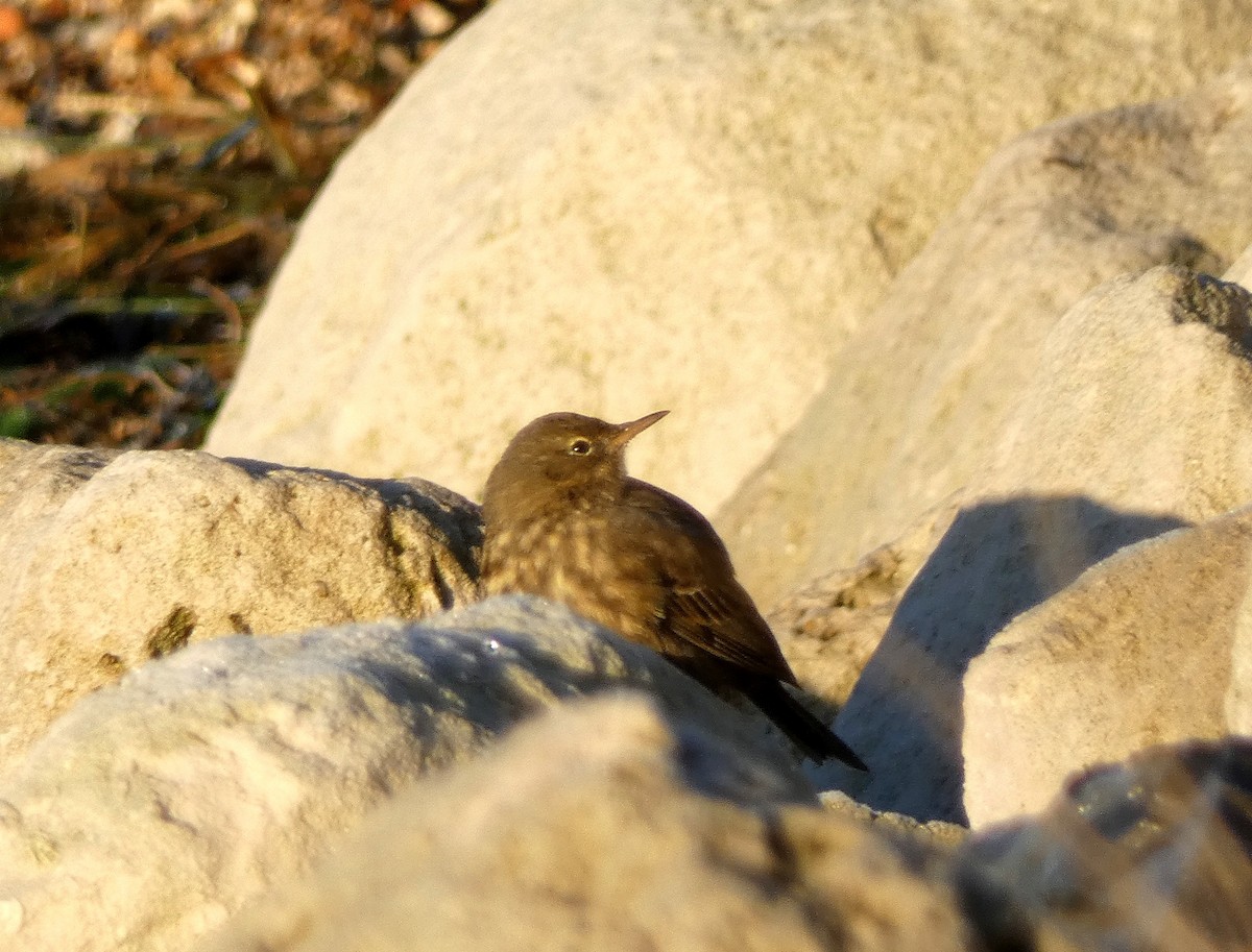 ニシヨーロッパタヒバリ - ML645891365