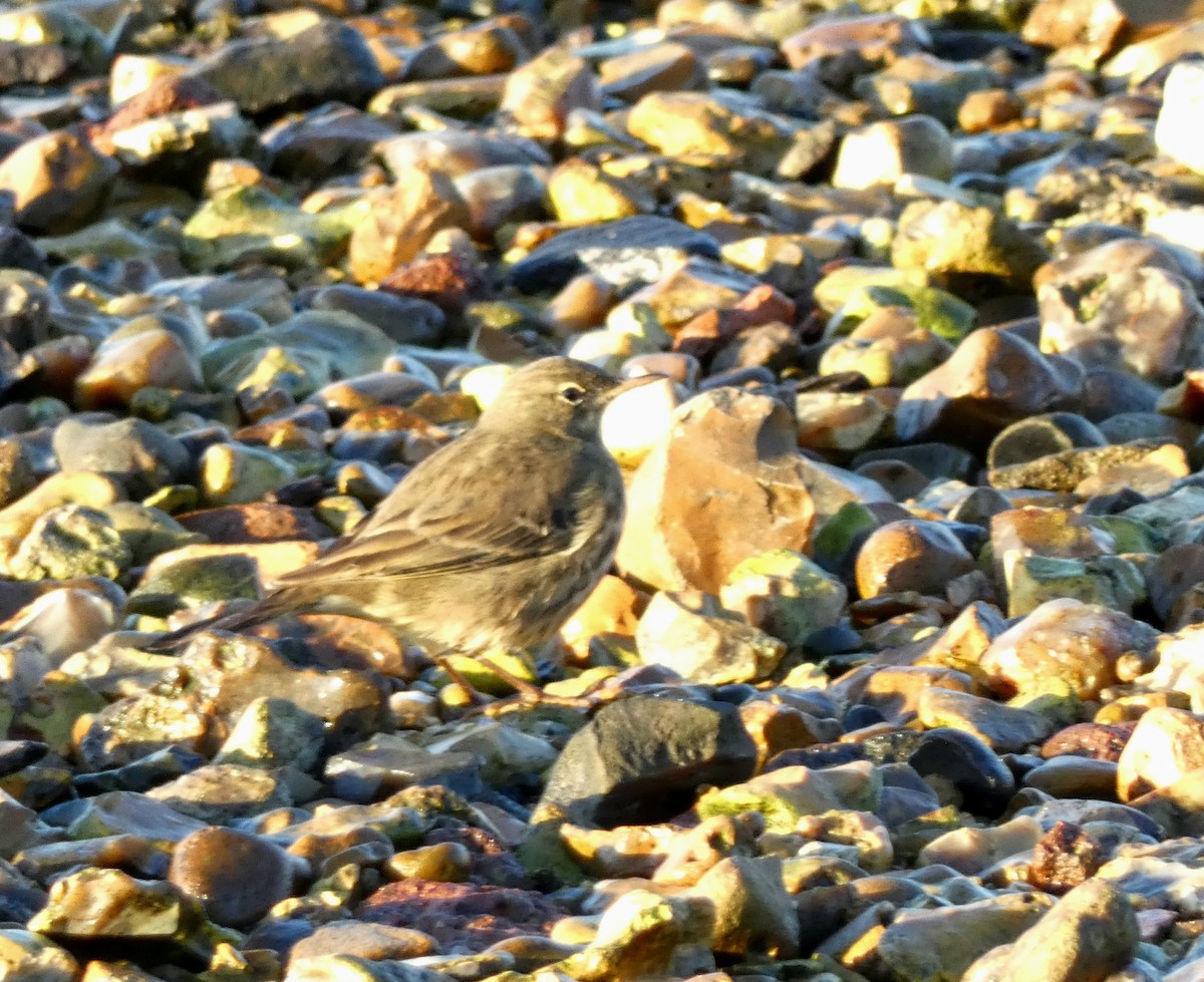 ニシヨーロッパタヒバリ - ML645891366