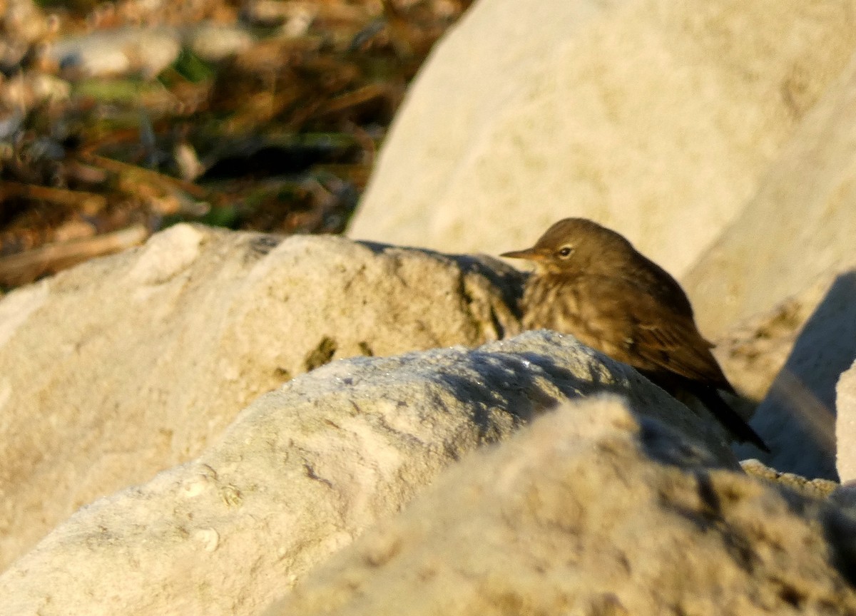 ニシヨーロッパタヒバリ - ML645891367