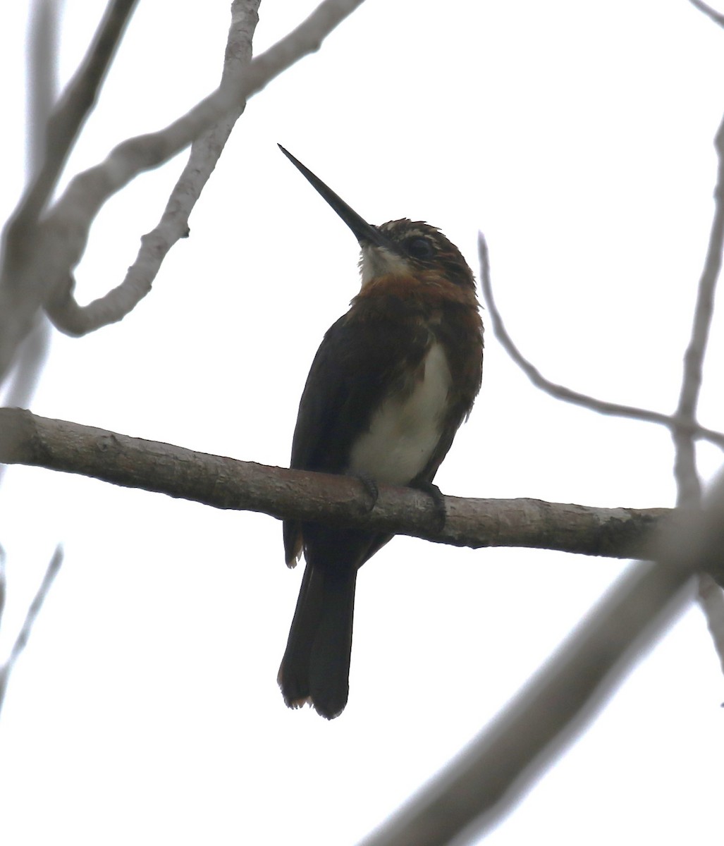 チャイロキリハシ - ML645891368