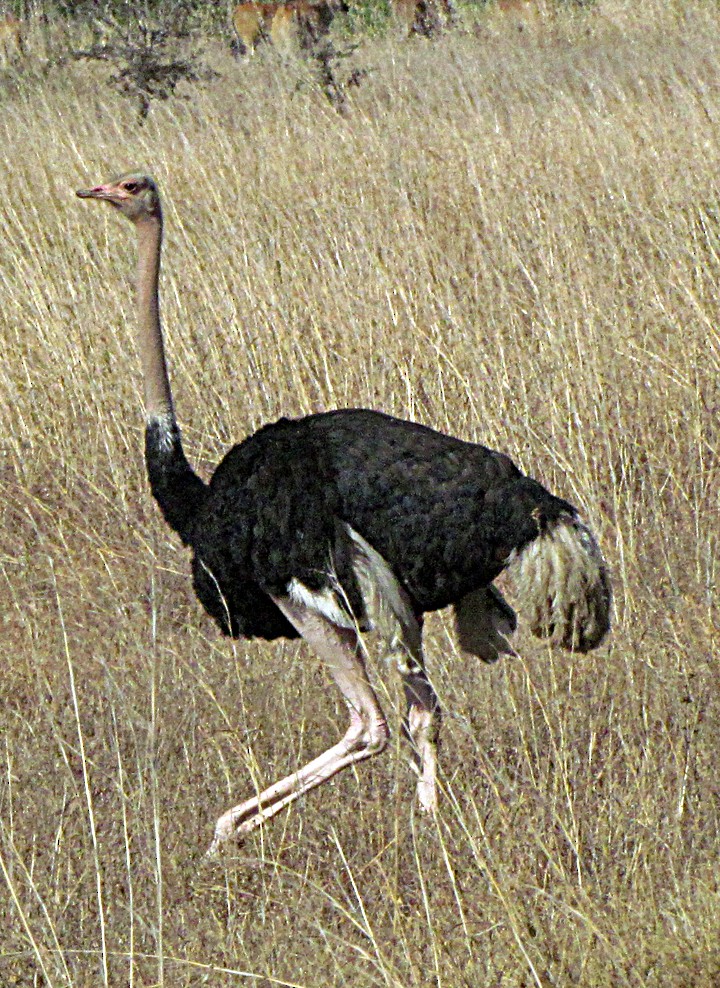 ダチョウ - ML645891369