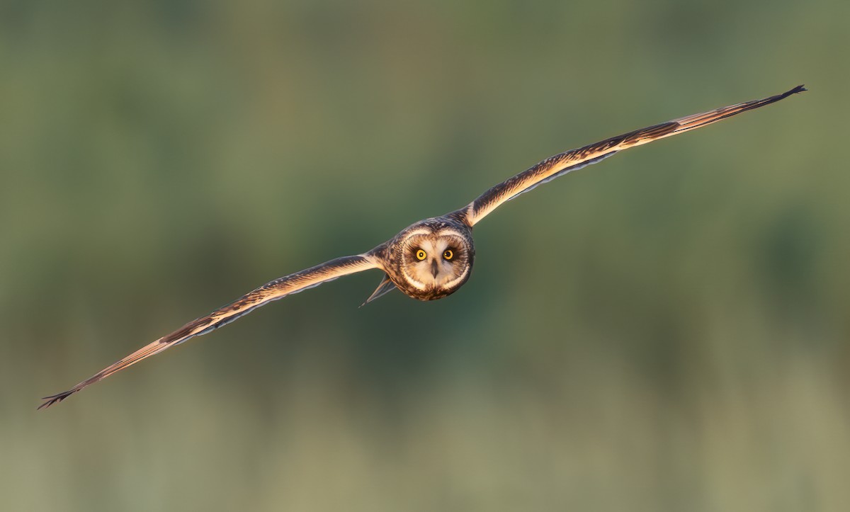 コミミズク - ML645891372