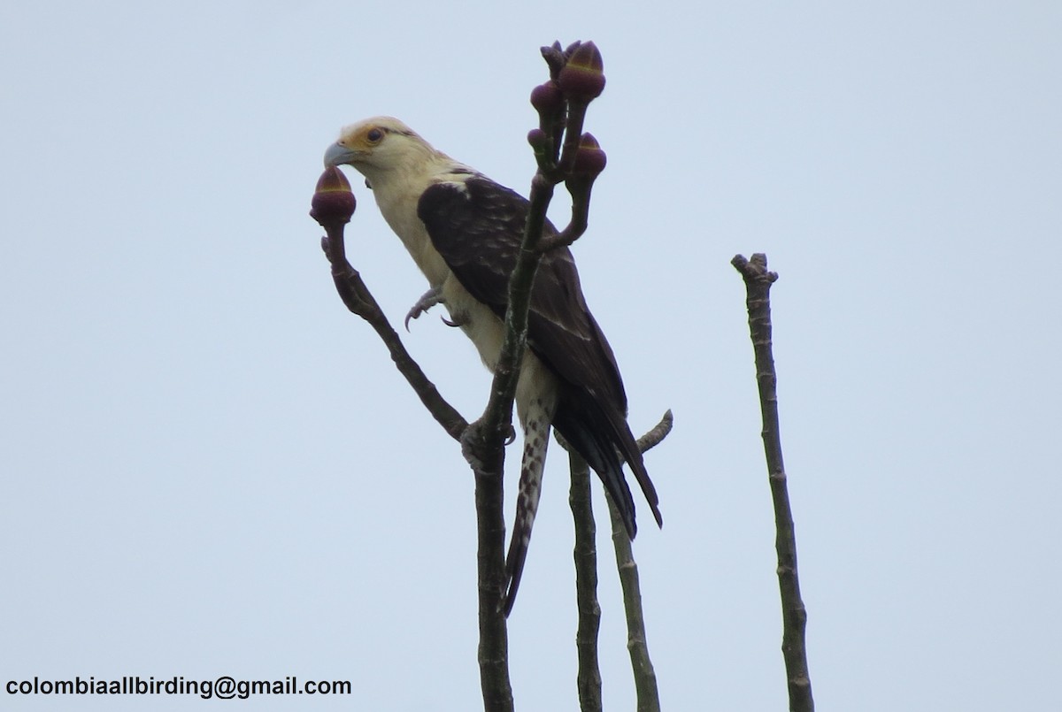 キバラカラカラ - ML645891373