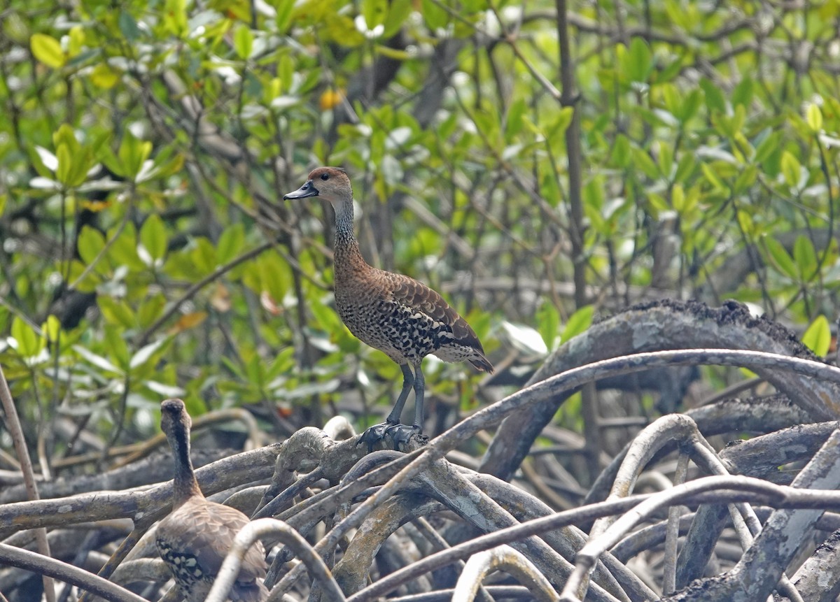 West Indian Whistling-Duck - ML645891374