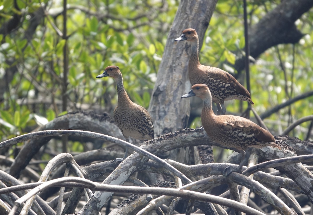 West Indian Whistling-Duck - ML645891375