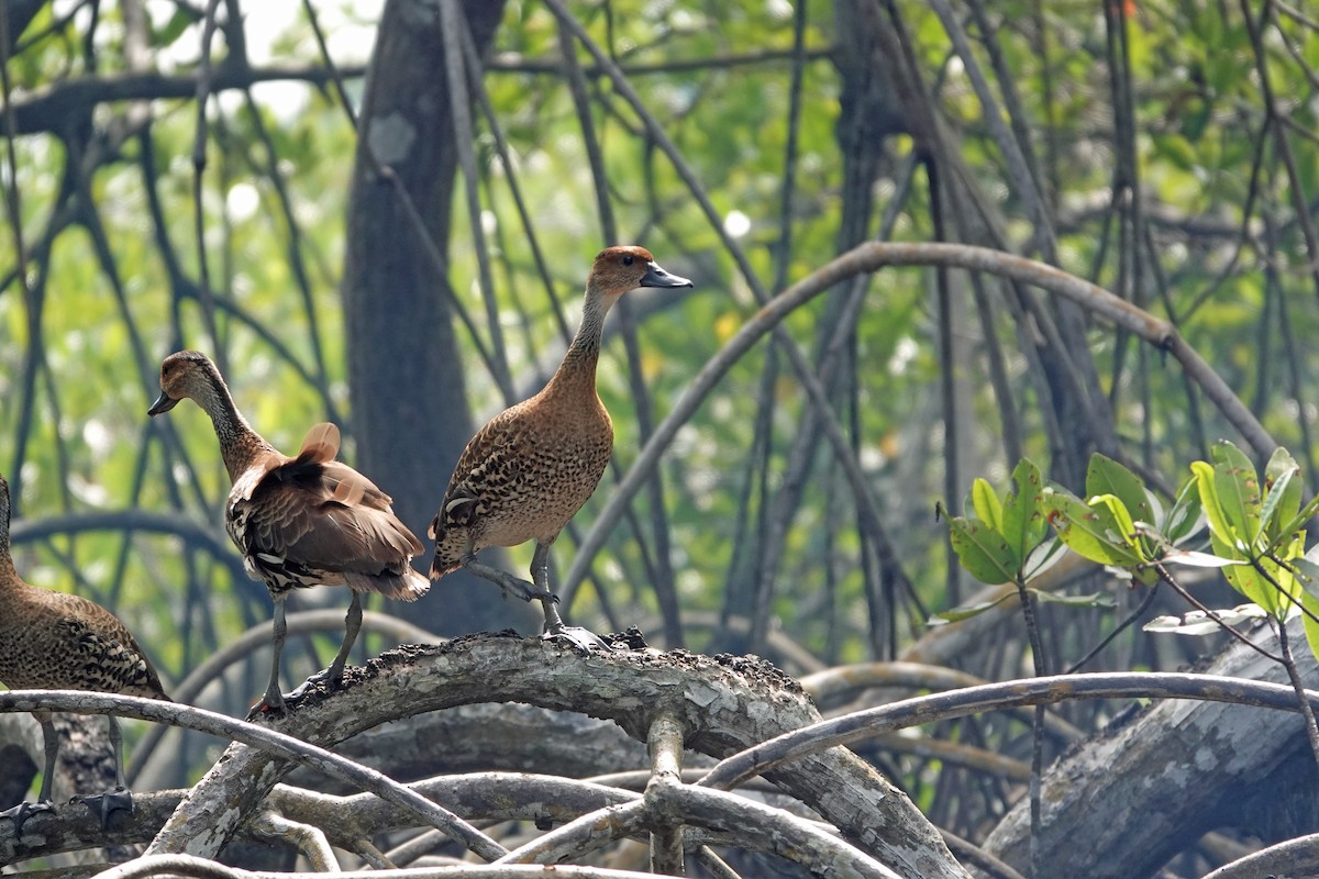 West Indian Whistling-Duck - ML645891376