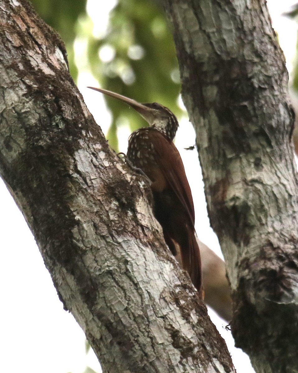 Дереволаз білогорлий - ML645891388