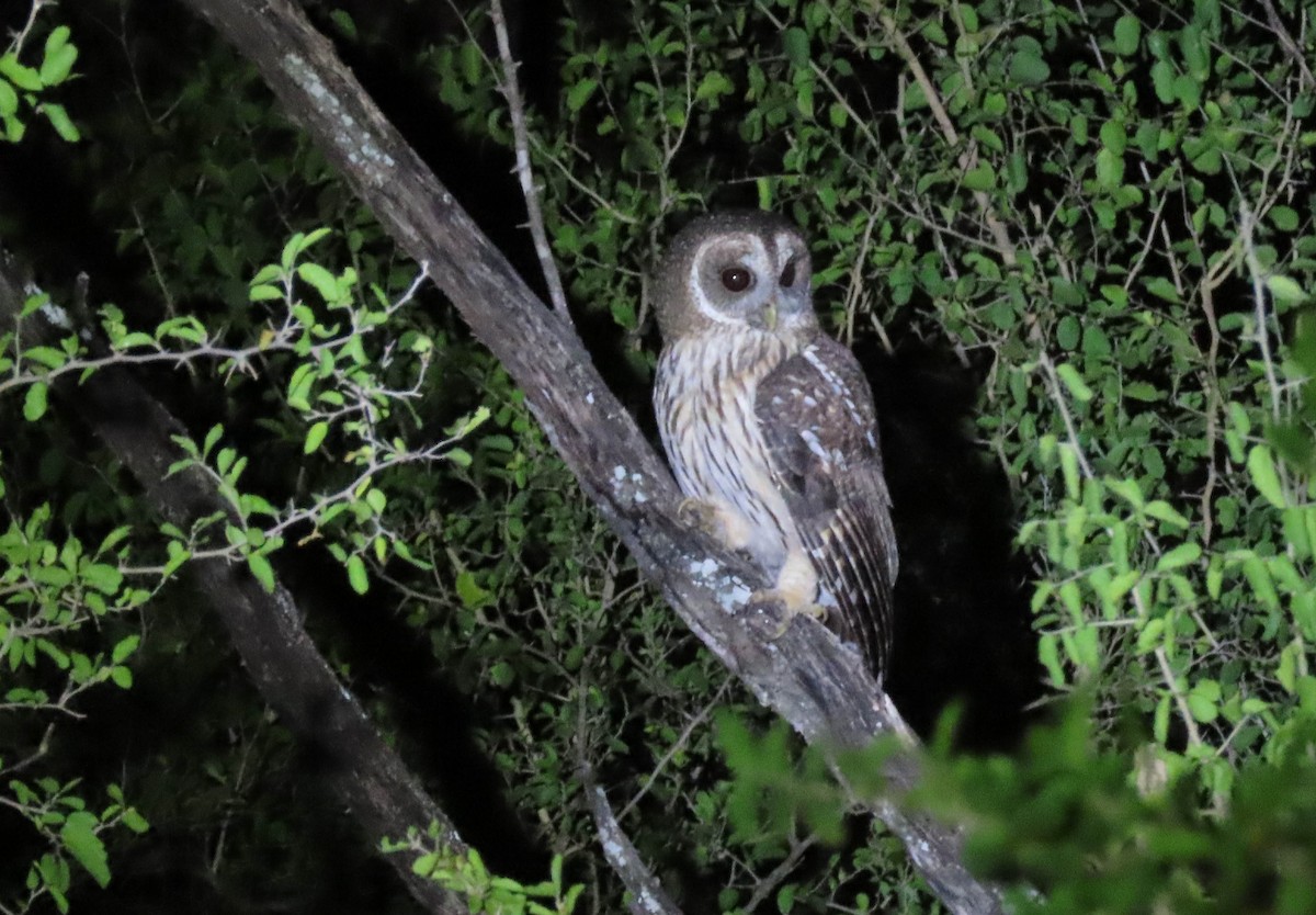 Mottled Owl - ML645891389