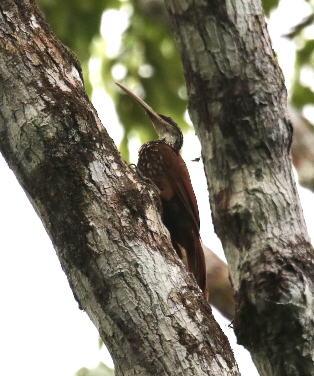 Дереволаз білогорлий - ML645891391