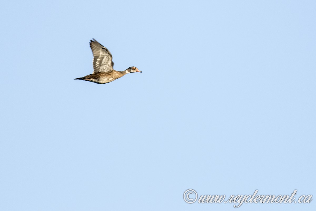 Wood Duck - ML64589141