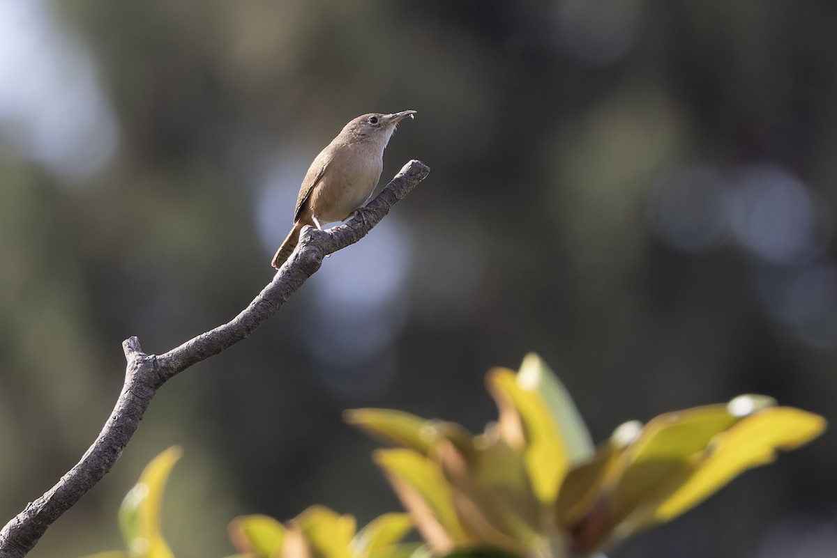 Southern House Wren - ML645891411