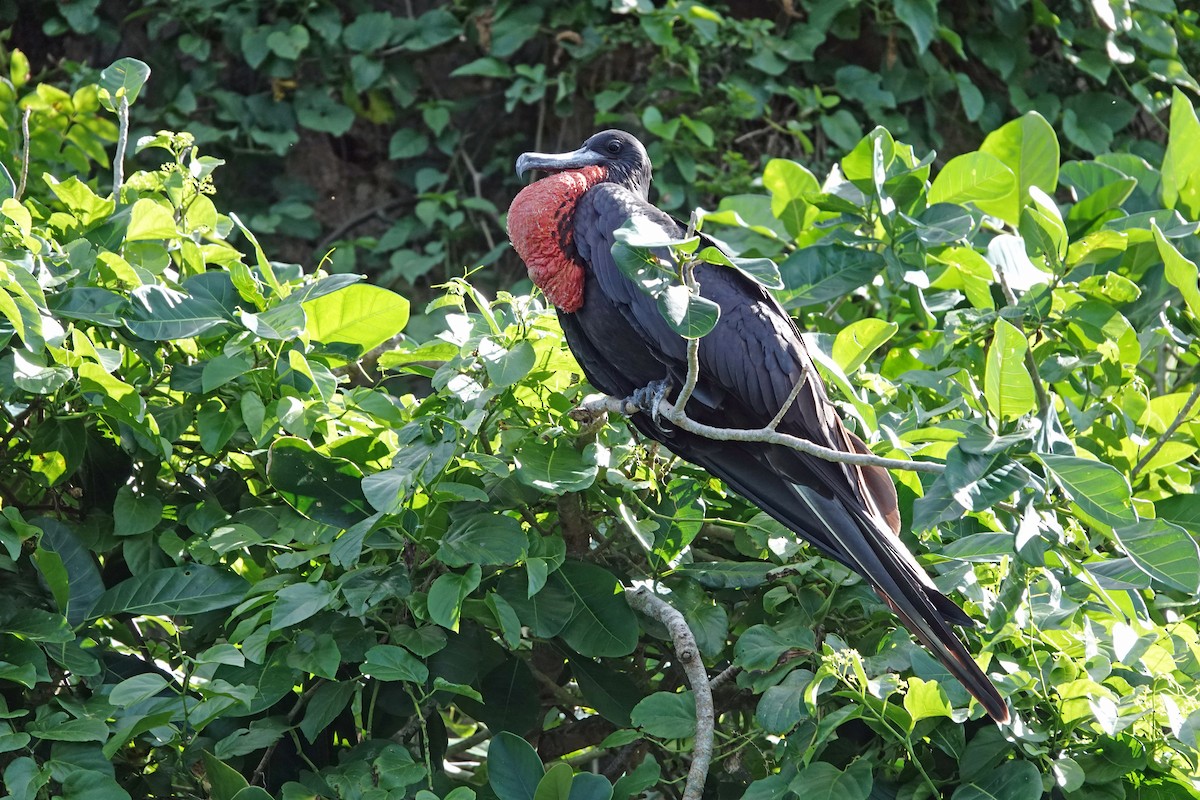 Magnificent Frigatebird - ML645891433