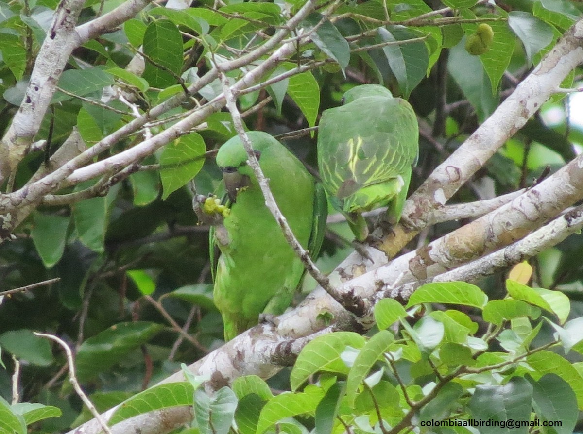 Short-tailed Parrot - ML645891434